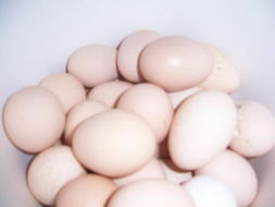 诚信土鸡蛋 鸡蛋类 永城市诚信蛋品购销公司 鸡蛋 变鸡蛋 鸭蛋 珍品禽蛋 饲料 鸡苗 淘汰老鸡产品分类